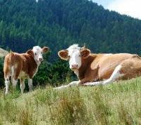 Статьи по разведению крс на korovainfo.ru | методы искусственного осеменения коров