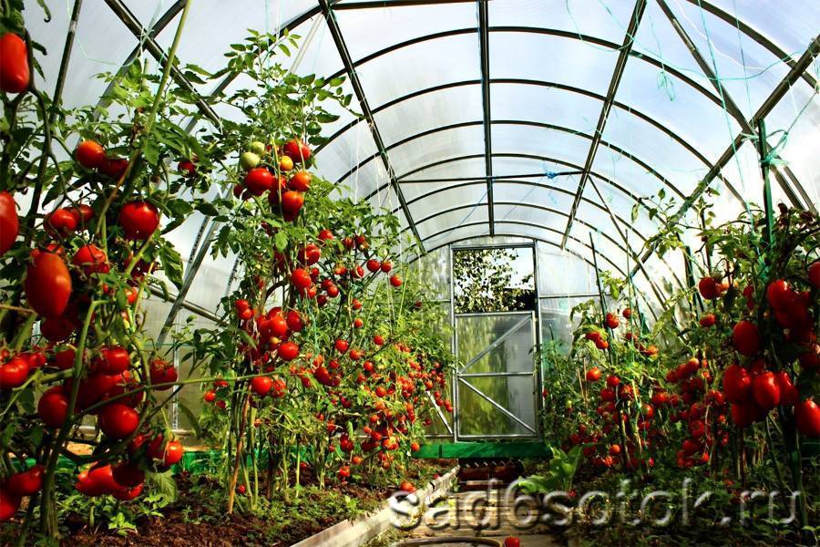Рассада помидоров: высадка в теплицу, полив и подкормка