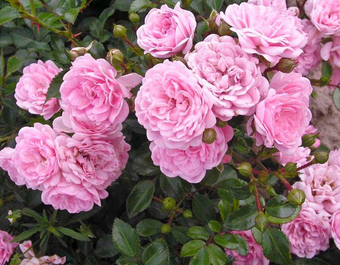 Полиантовые розы: описание 11 сортов, особенности выращивания из семян в домашних условиях | (75+ фото & видео) +отзывы