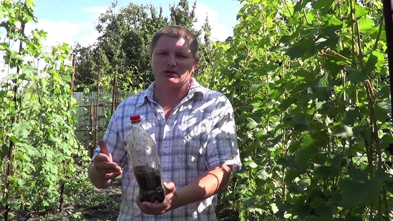 Инструкция по выращиванию винограда из косточки