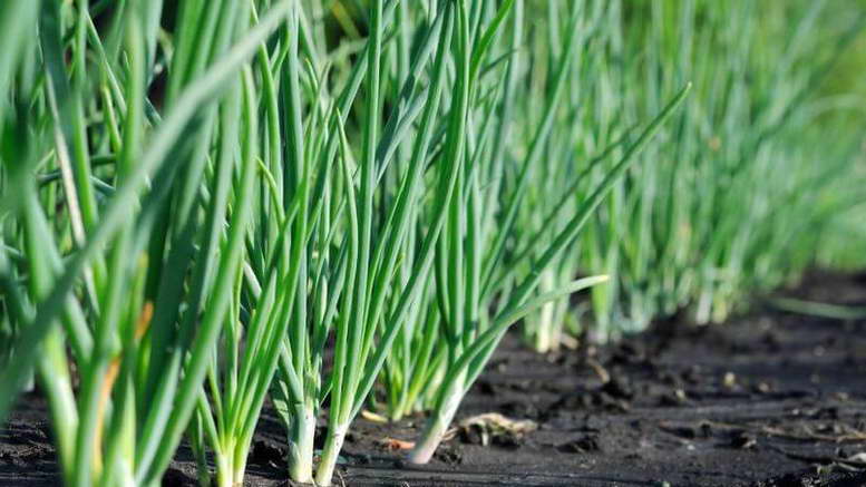 Выращивание лука в огороде: правила посадки, ухода, сбора и хранения урожая