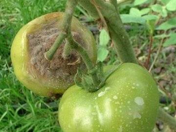 Чем опрыскать помидоры от болезней, когда лучше опрыскивать томаты: утром или вечером