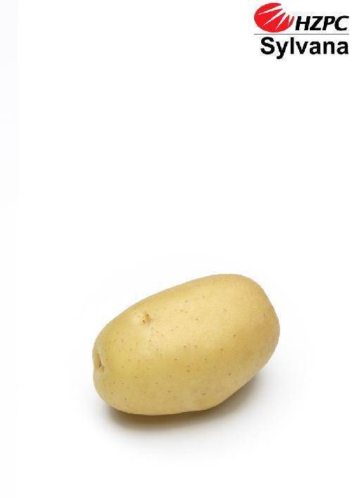 Сорт картофеля свитанок киевский: характеристика, агротехника выращивания
