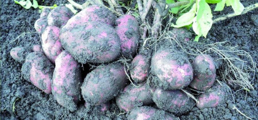 Описание картофеля лабадия: характеристика, фото и отзывы