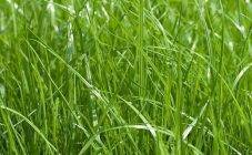 Трава заткни гузно (мелколепестник канадский): показания к применению, лечебные и полезные свойства травы