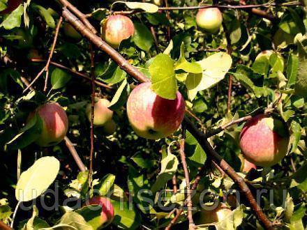 Как вырастить яблоню беркутовское: описание сорта