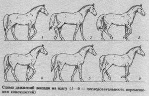 Бег лошади (аллюр): описание, способы и походка