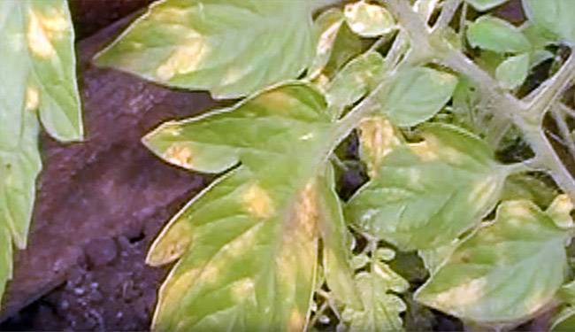 Чем опасен альтернариоз для томатов? описание его признаков, фото пораженных растений и их лечение