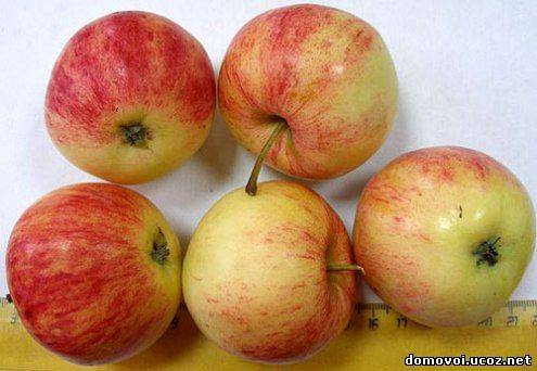 Сорт яблони анис свердловский – описание, фото