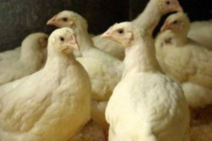 Выращивание суточных цыплят: уход и кормление