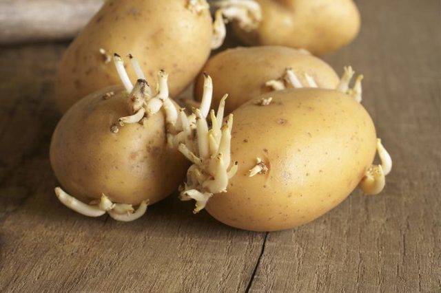 Можно ли сажать пророщенный картофель с прозеленью