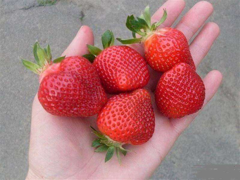 Клубника сорт деройял: ароматная ягода из франции