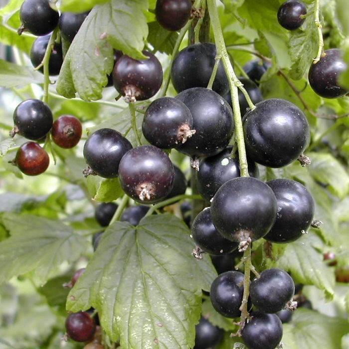 Смородина чёрная тисель: характеристика сорта и особенности выращивания
