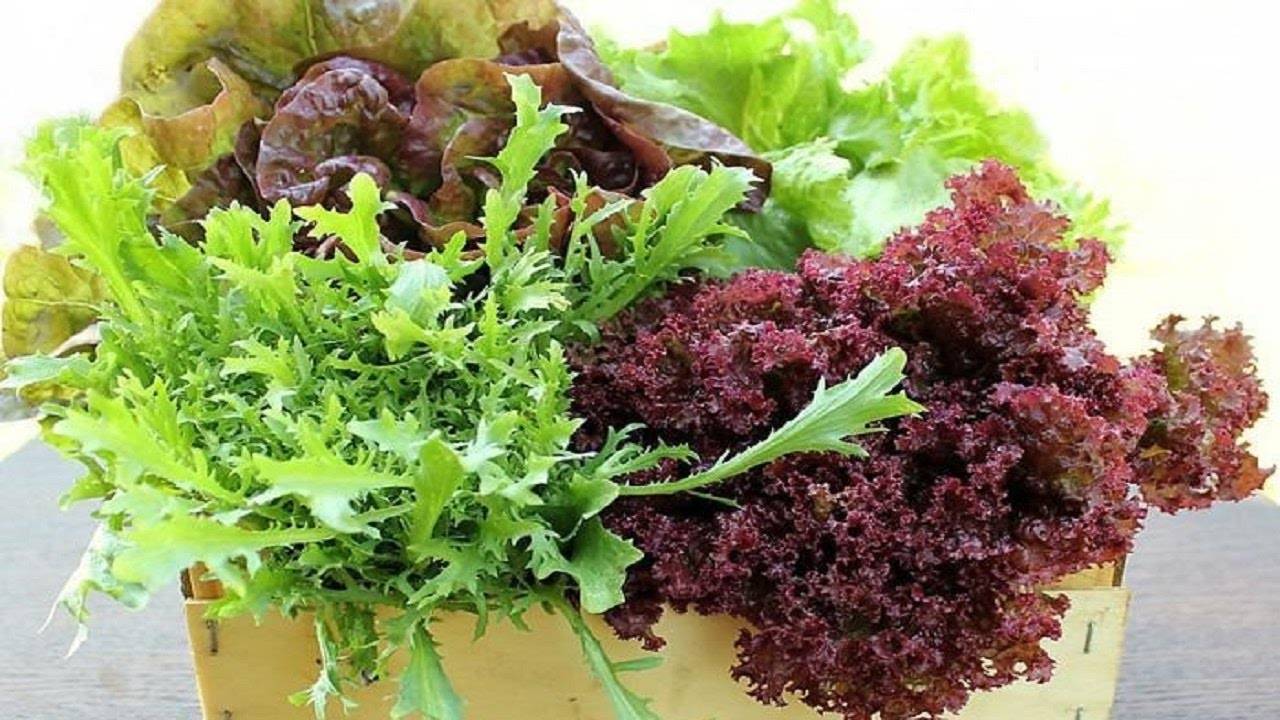 Как вырастить салат в открытом грунте? лучшие сорта салата. салат на грядке