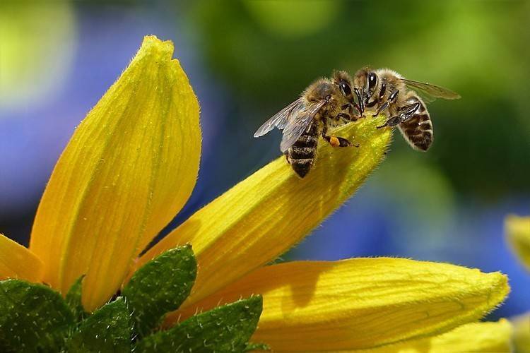 Как и для чего объединяют пчелиные семьи