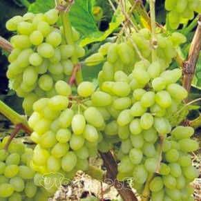 Виноград «гарольд»: описание сорта, фото и отзывы