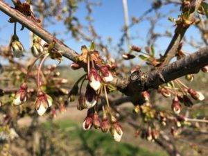 Вредители вишни и черешни – как распознать и бороться
