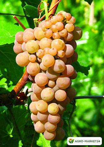 «платовский» — технический морозостойкий сорт винограда