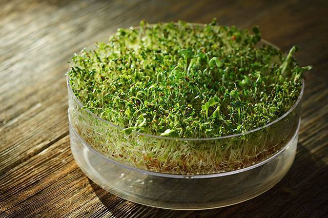Кресс-салат – правила посадки и ухода, особенности выращивания на подоконнике в земле и без нее