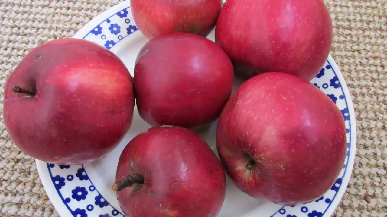 Сорт яблони пинова: описание и подробная характеристика, правила выращивания