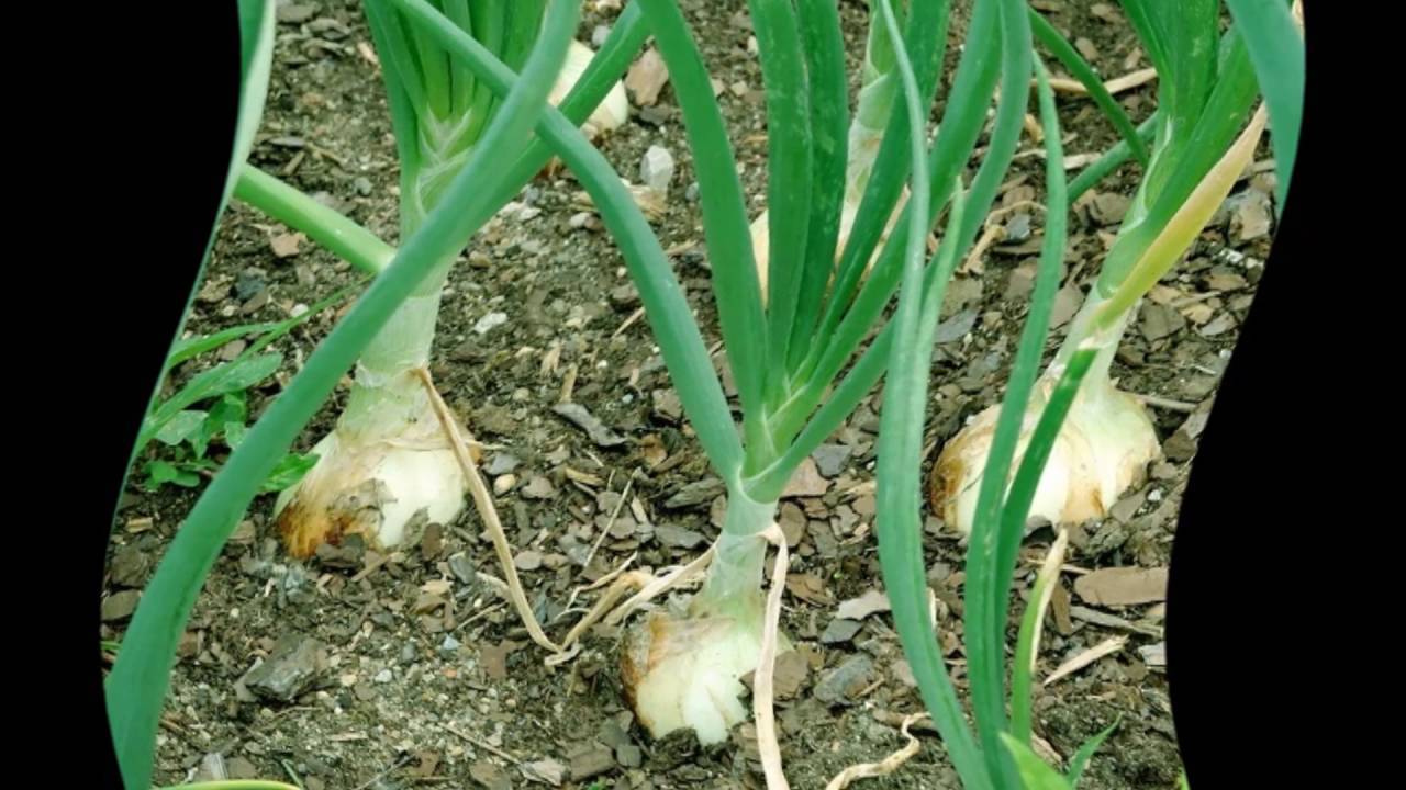 Лук-севок: когда сажать лук и как ухаживать в открытом грунте