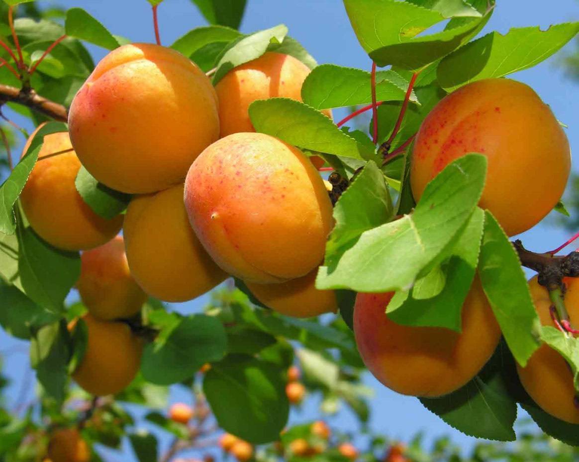 Изящный и плодовитый колоновидный абрикос: популярные сорта и особенности выращивания