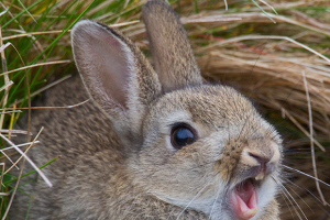 Почему вздувается живот у кролика, симптомы и лечение