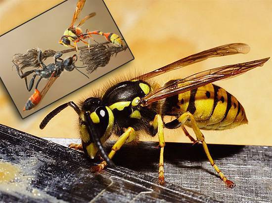 Польза и вред пчелиного яда на организм