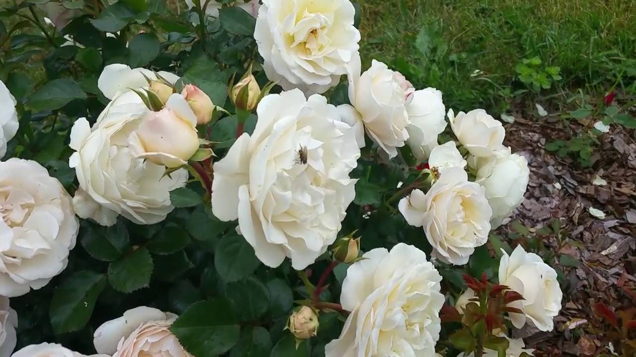 Роза ванилла энциклопедия роз. роза чайно-гибридная vanilla. общая информация и история создания сорта