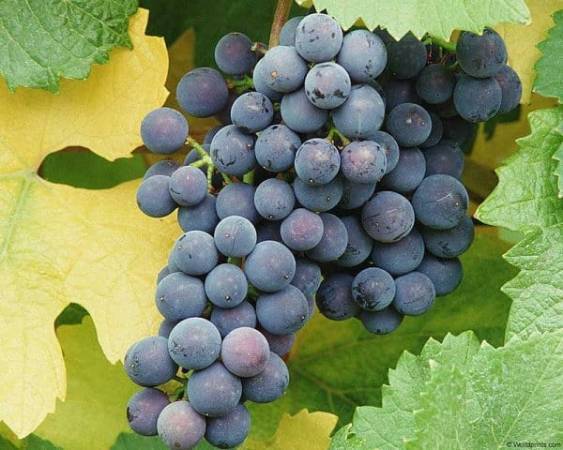 Описание сора винограда «альфа» с фото и видео