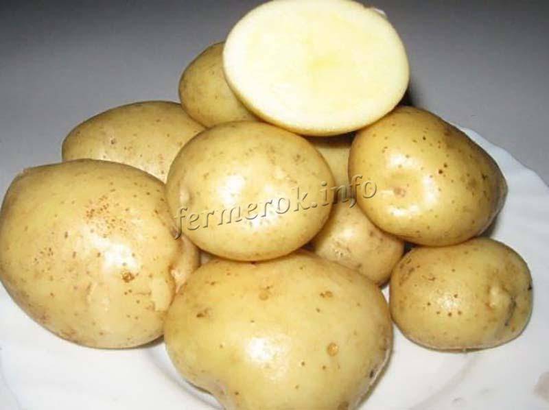 Описание сорта картофеля «скарб», фото