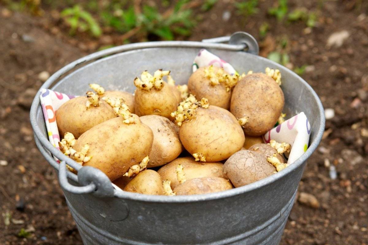 Обработка картофеля перед посадкой от колорадского жука