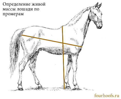 Продолжительность жизни лошадей