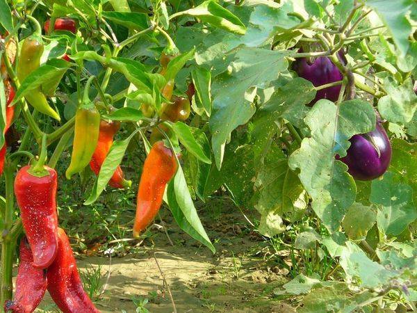 Перец и баклажаны в теплице – вместе с огурцами и помидорами