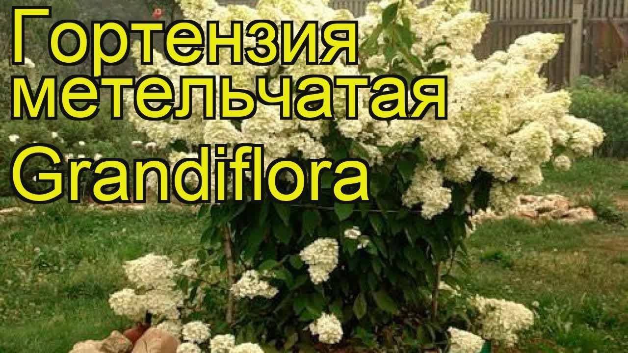 Гортензия юник фото и описание сорта