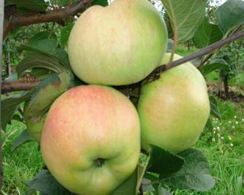 Зимостойкий сорт яблони зимняя красавица