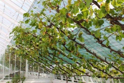Как вырастить виноград из черенка