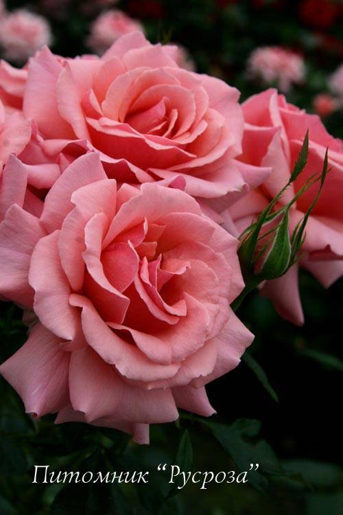 Роза флорибунда – сорта, посадка, выращивание и уход