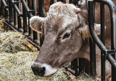 Кормление крупного рогатого скота: как выбрать правильный рацион