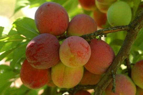 Гибриды персика для выращивания на участке