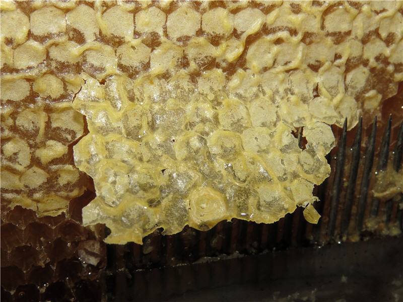 Продукты пчеловодства: подробный разбор
