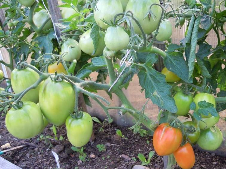 Стойкий «боец» за урожай помидоров: описание сорта томатов «буян»