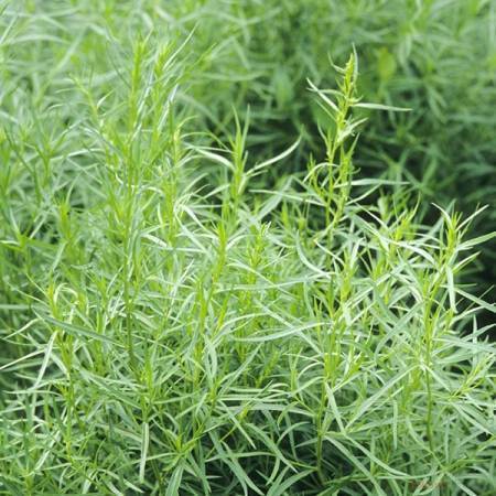 Тархун трава: полезные свойства и противопоказания