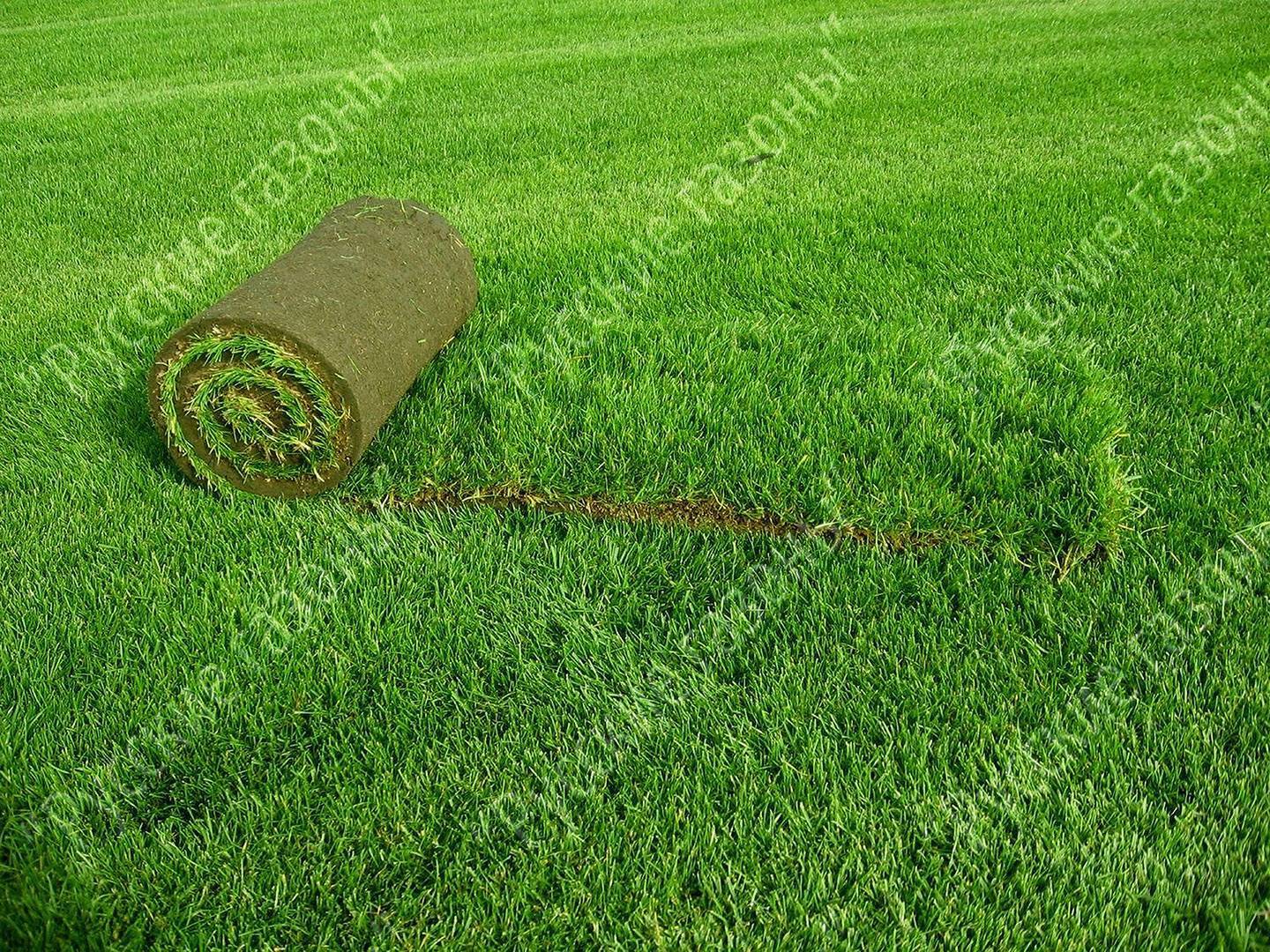 Как правильно посеять газонную траву: подготовка участка и посев