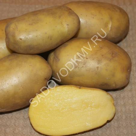 Люкс: описание семенного сорта картофеля, характеристики, агротехника
