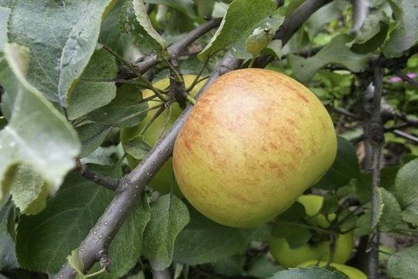 Сорт яблок с поразительной зимостойкостью — коричный новый