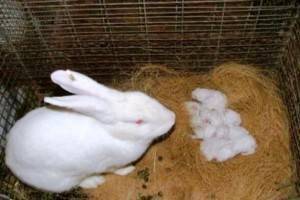 Как выкормить крольчат без крольчихи?