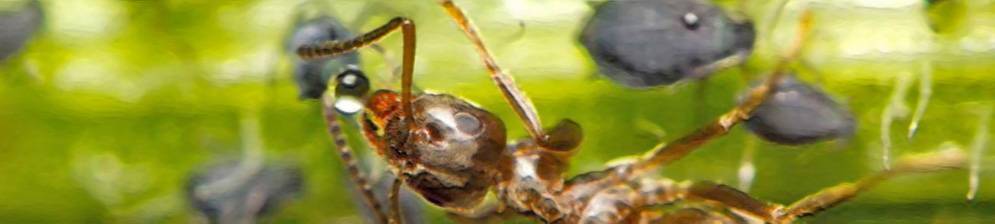 О борьбе с муравьями и тлей на яблоне: какими народными средствами обработать