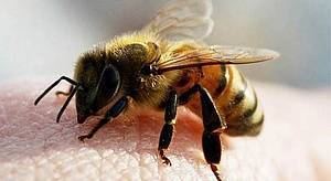 Пчелиный яд — свойства и применение в лечении