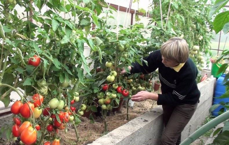 Как правильно поливать томаты в теплице и открытом грунте